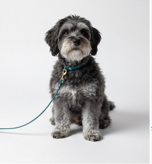 Laisse Biothane (Couleurs et Tailles personnalisables)