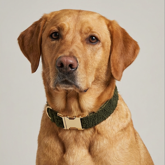 Collier ajustable – Kaki