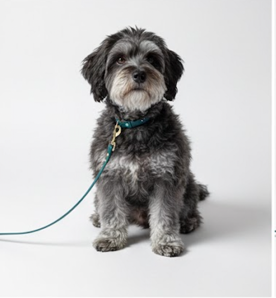 Laisse Biothane (Couleurs et Tailles personnalisables)